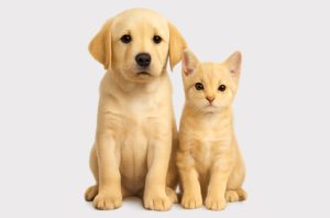 Toko Petshop Terdekat