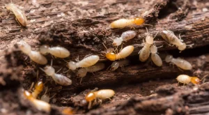 Jasa Anti Rayap Jogja