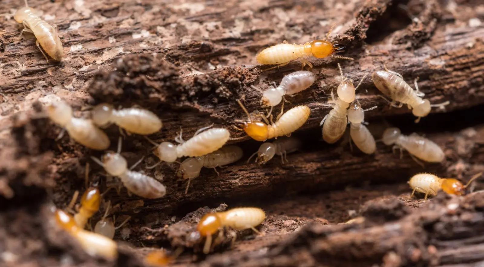 Jasa Anti Rayap Jogja